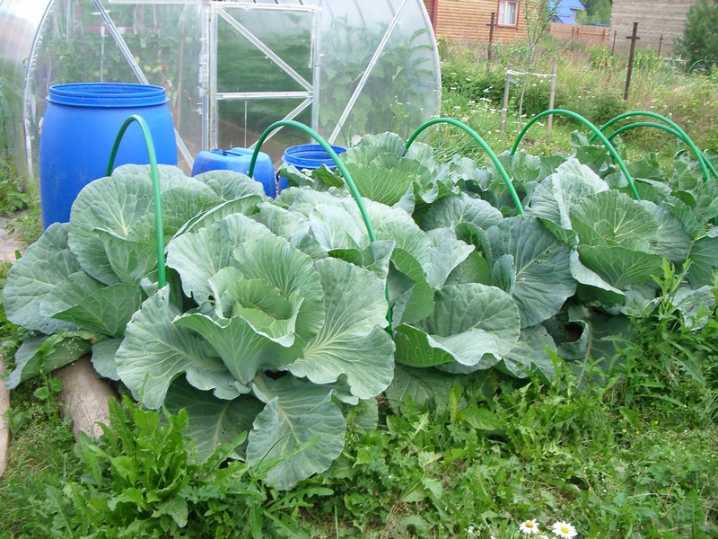 Kohl im Garten