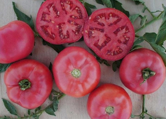 Tomatenrosa Busch F1 Aussehen