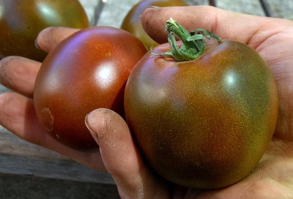 η εμφάνιση μιας ντομάτας μαύρης γυναίκας