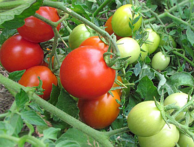 Irishka-Tomate im Garten