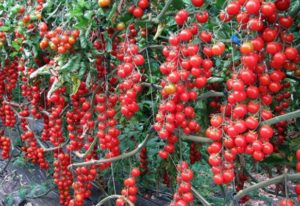 Eigenschaften und Beschreibung der Süßkirschtomatensorte, Ertrag und Anbau