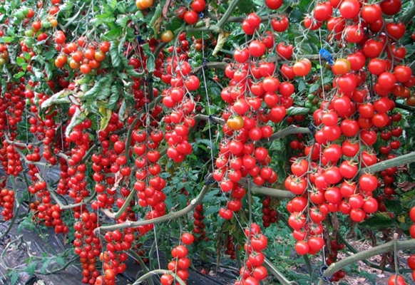 arbustos de tomate cereja doce