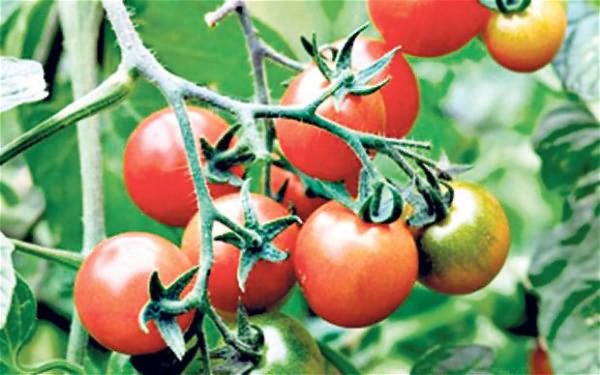 benefícios do tomate