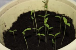 Varför tomatplantor sträcker sig ut, blir tunna och långa, vad man ska göra