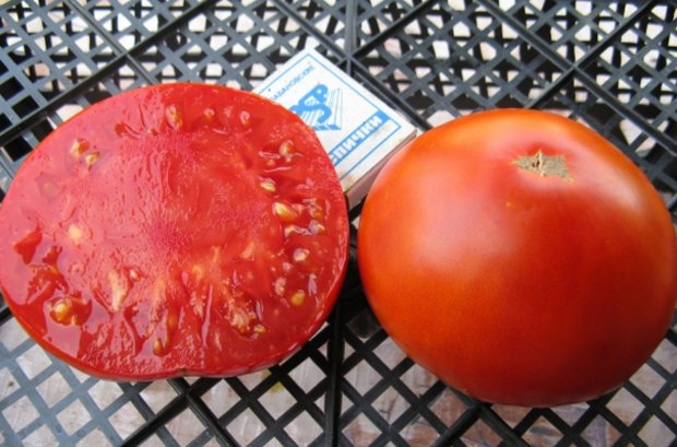 tomate e fumigadores