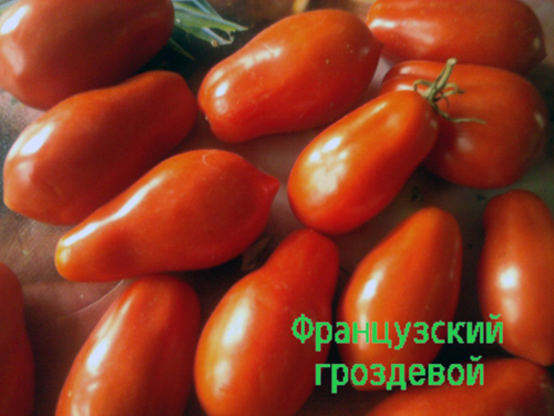 поява на доматен френски букет