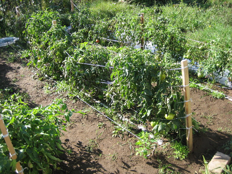 Tomatenbüsche