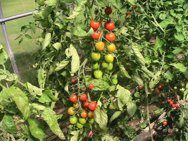 Tomaten Berberitze im Garten
