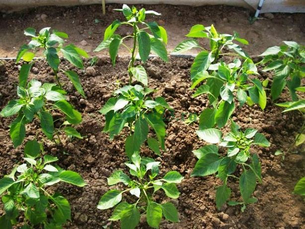 mudas de pimenta de estufa