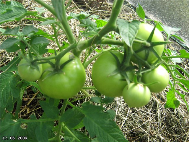 Hali Gali Tomate im Garten
