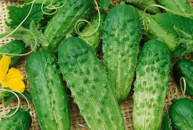 Phoenix cucumber appearance