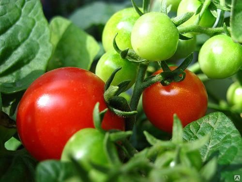 Boni Tomaten mm auf freiem Feld