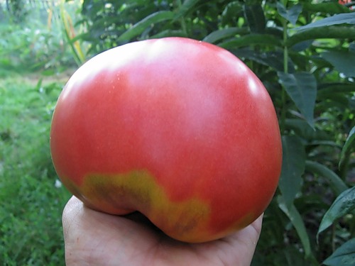 pomidorowy miód różowy w dłoni