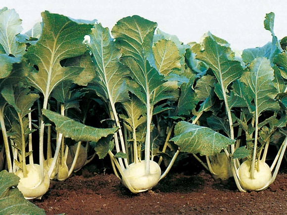 Kohlrabikohl auf freiem Feld