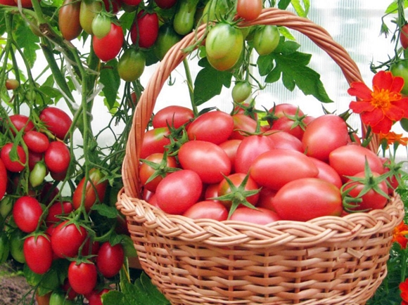 Tomate chio chio san dans un panier