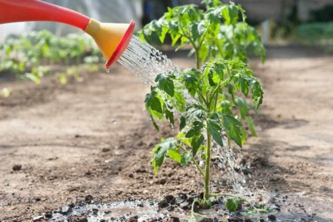 Tomaten anbauen