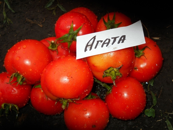 външен вид ахат