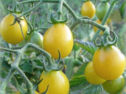 Tomaten weiße Muskatnuss