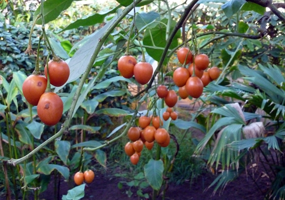 tomatträd Tsifomandra
