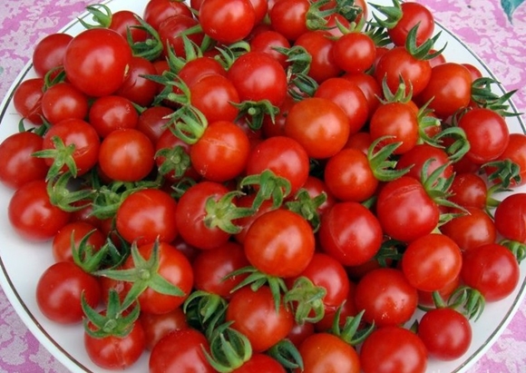 aparência de tomate cereja doce