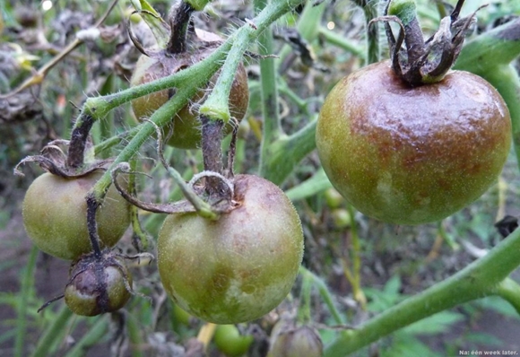 sen blight på tomatbusker
