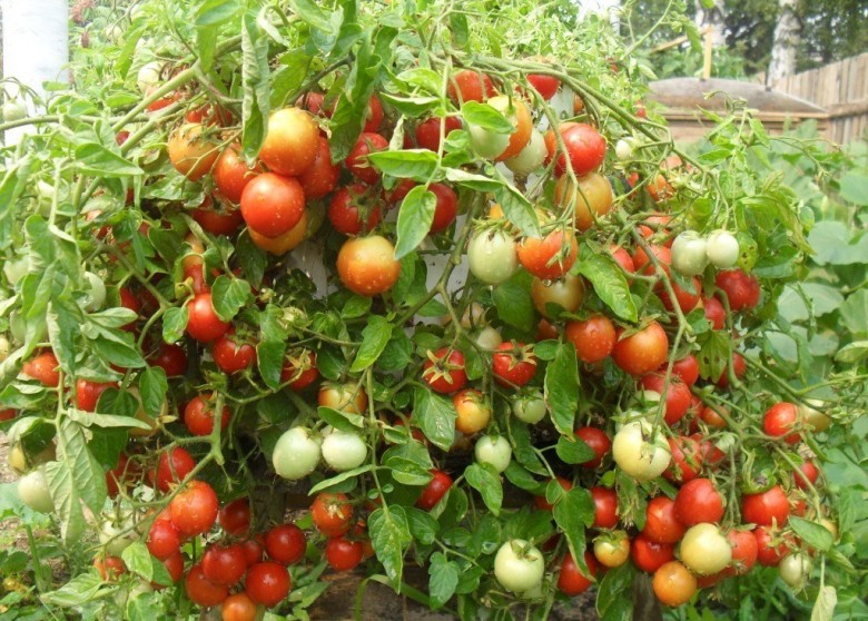 تنمو الطماطم في الحديقة