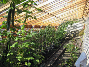 Quando e como plantar corretamente mudas de pepino em uma estufa ou estufa