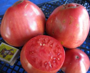 Eigenschaften und Beschreibung der Tomatensorte Sevruga oder Pudovik, deren Ertrag