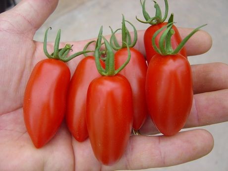 tomato rocket appearance