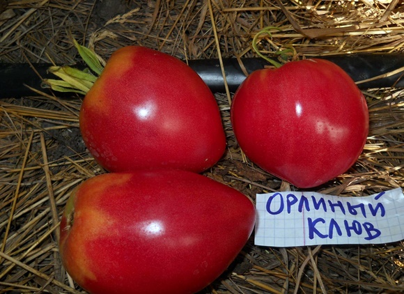 появата на човка от доматен орел