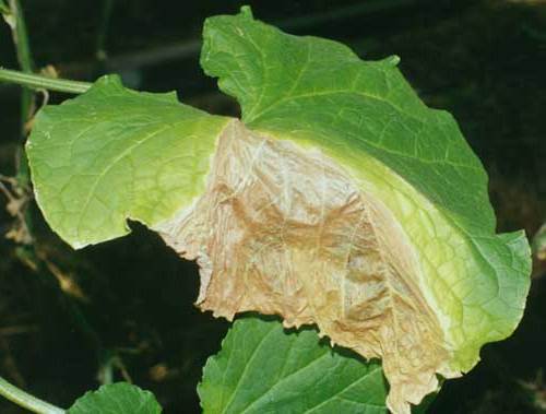 ascochitis of cucumbers in the open field