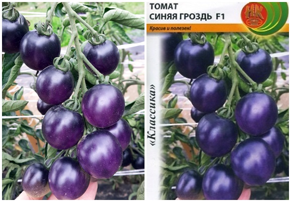 семена от домати сини