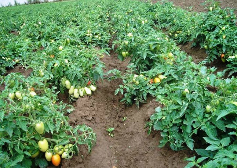 a lot of tomato bushes in the garden