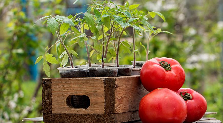 Tomatenernte