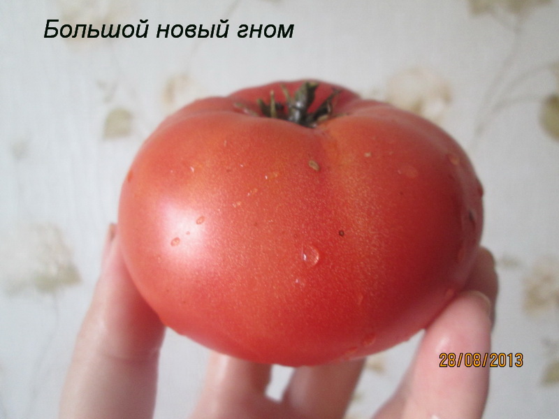 голям нов гном