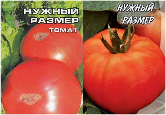 tomato seeds the right size
