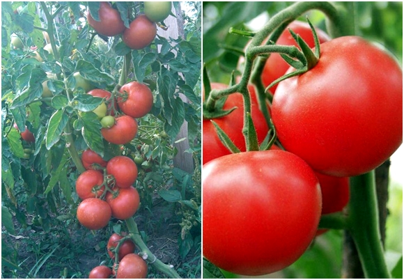 Cà chua Polbig F1 trên cánh đồng mở