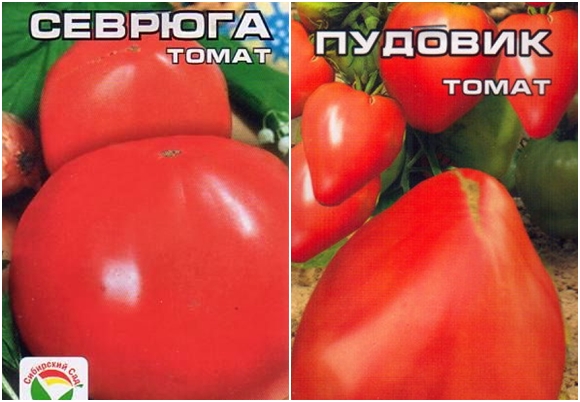 بذور الطماطم sevruga أو pudovik