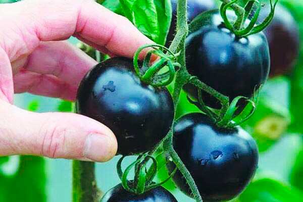 μαύρες ντομάτες στο ανοιχτό χωράφι
