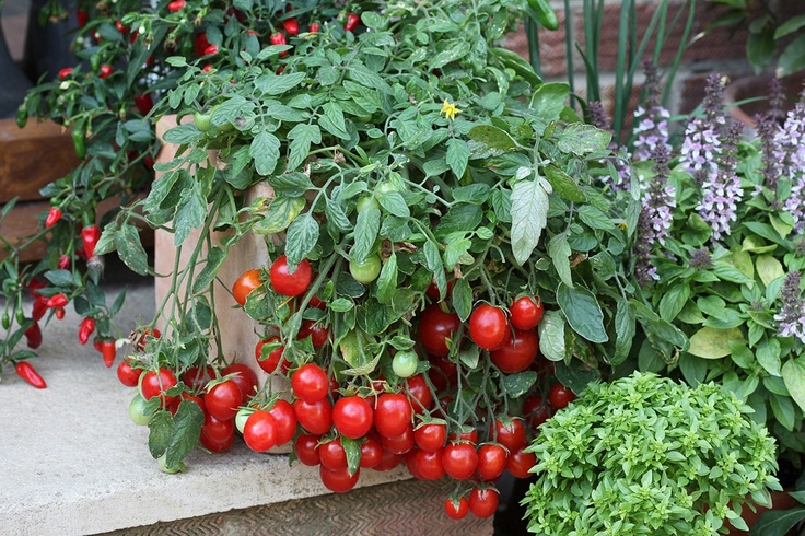 Kirschtomatenbüsche