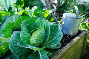 Wie man richtig wächst und Weißkohl im Freien pflegt
