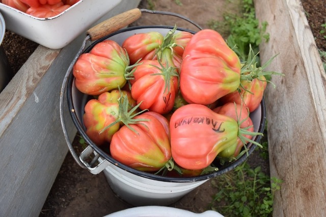 zbiór pomidorów Tlacolula de Matamoros
