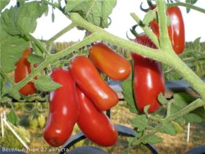 Características y descripción de la variedad de tomate Gnomo alegre, su rendimiento.