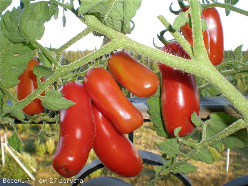 tomato funny gnome in the open field