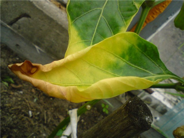 gul peber blad