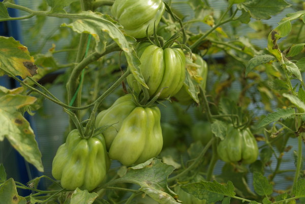 krzewy pomidorów Tlacolula de Matamoros