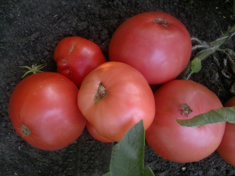 wild rose tomatoes on the ground