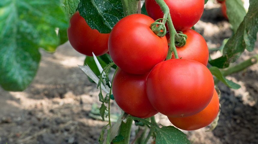 lợi ích của cà chua phát triển thấp