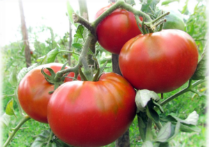 Características e descrição do tomate carnudo de framboesa, seu rendimento