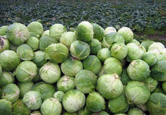 Krauternte-Angreifer